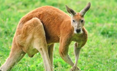 Сигнал за избягало кенгуру вдигна на крак посред нощ полицията