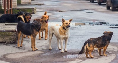 Кастрират безплатно бездомни кучета в Пазарджик
