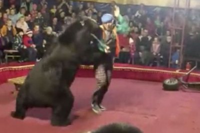 700 кила мечка едва не уби дресьор в цирка (видео 18+)