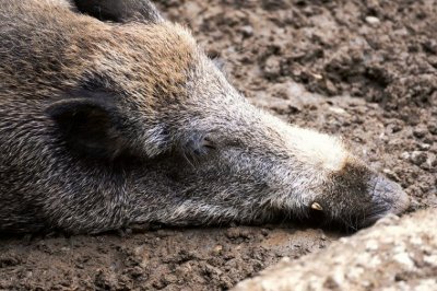 Затвориха част от габровско село заради чумата 