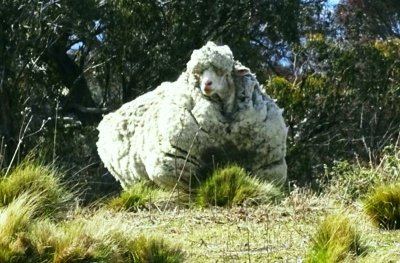 Почина най-необикновената овца в света