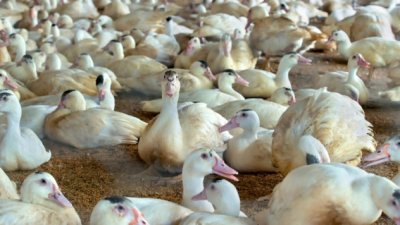 Избиват 37 000 пекински патици в село Върбица