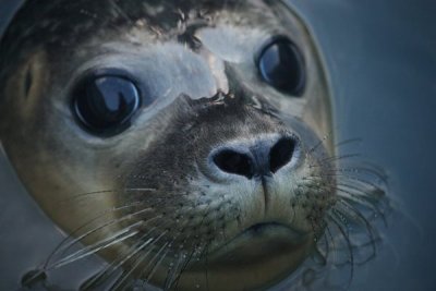 Женска от вида сив тюлен открита в безпомощно състояние и