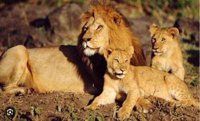 Лъвове спасени от разкъсвания от война Судан бяха освободени в