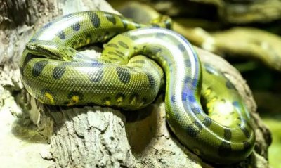 Най голямата змия в света е открита наскоро в тропическите гори