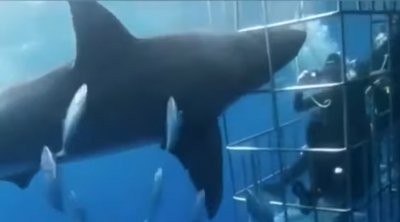 Вместо да хапне човешка мръвка, бяла акула се самоуби (ВИДЕО 18+)