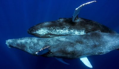 Гърбатите китове са наблюдавани да правят секс за първи път