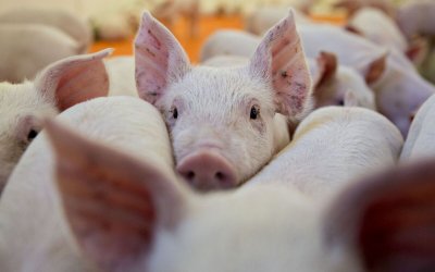 Компания иска да продава месо от ГМО прасета