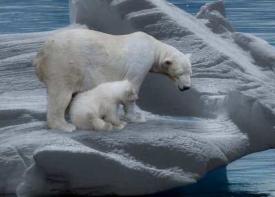 Днес е Международният ден на полярните мечки Тази година фокусът