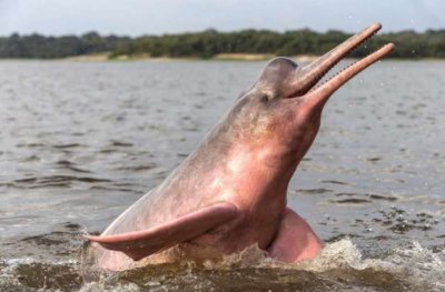 Непознати животни плуват в Амазонка (ВИДЕО)