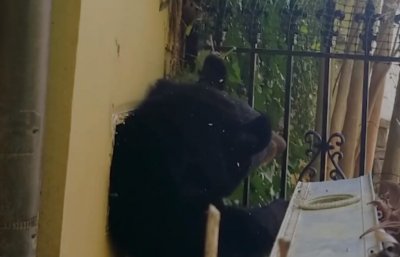 Заснеха мечка докато се провира през много тесен вентилационен отвор