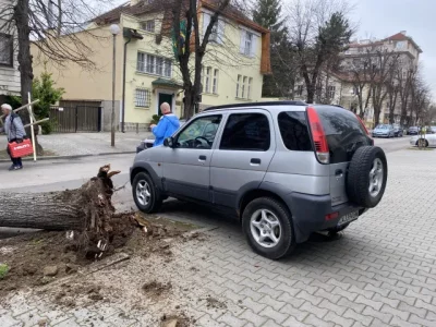 Дърво падна на улица Велико Търново в близост до посолството
