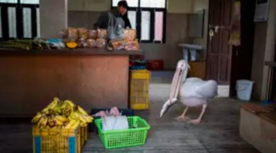 41-годишен пеликан е сред обитателите на единствения зоопарк в Непал
