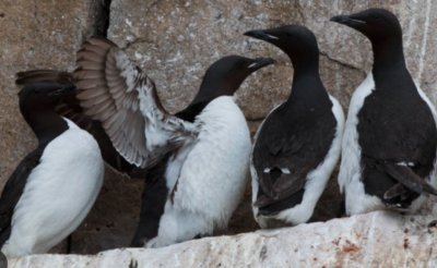 Стотици морски птици от рода кайри са открити мъртви по