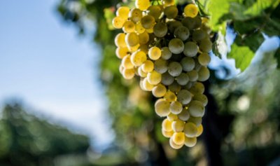 В Австрия унищожават лозя заради свръхпроизводство на вино