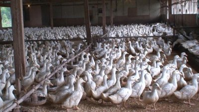 Заради птичи грип умъртвяват 12 000 патици