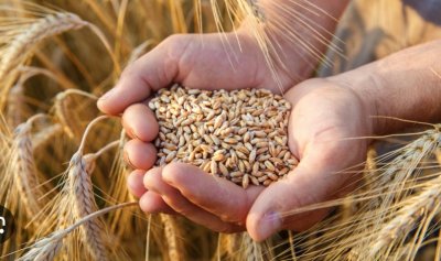 FAO: Световните запаси от зърно нарастват с 10 млн. тона