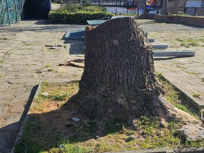 Отрязано дърво разбунтува Созопол