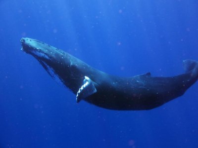 Крал в Нова Зеландия иска китовете да имат човешки права 
