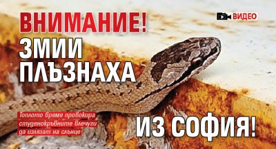 ВНИМАНИЕ! Змии плъзнаха из София! (ВИДЕО)