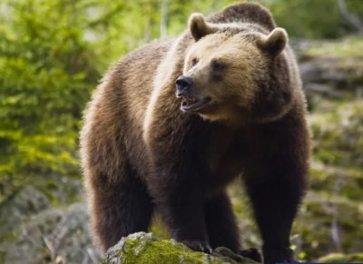 Кметове предупреждават за набези от мечки 