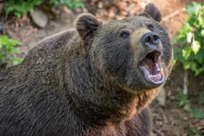 Седем нападения от мечки върху селскостопански животни са станали в
