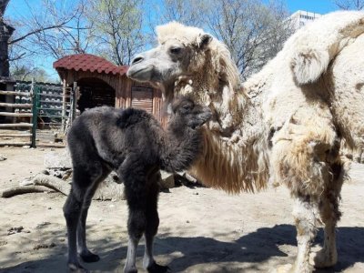 Бебе камилче радва посетителите на зоопарка във Варна 