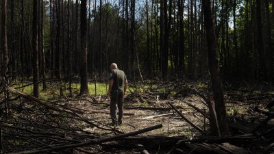 Русия е унищожила над 60 хиляди хектара украински гори 