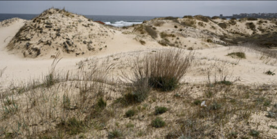 Местност Камчийски пясъци отново е защитена  съобщават от Министерството на околната
