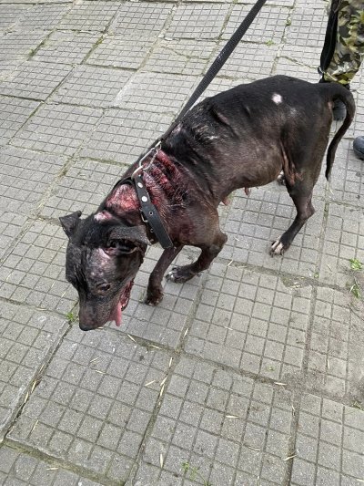 Наркоманът от Пловдив който стана известен с побоя на кучето