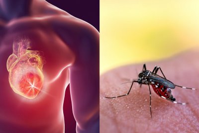 Смъртните случаи причинени от болестта денга пренасяна от комари са