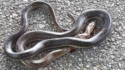 Община Харманли вече има ловец на змии Кметът Мария Киркова