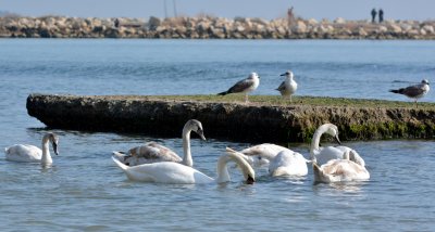 Лебеди долетяха да зимуват край Варна