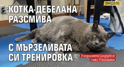Котка-дебелана разсмива с мързеливата си тренировка (видео)