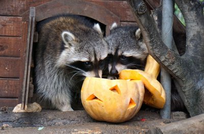 Почерпиха обитателите на варненския зоопарк с тикви за Хелоуин (СНИМКИ)