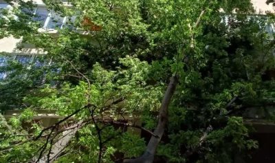 Заради силния вятър: Дърво падна върху къща в Хасково
