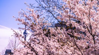 В канадския град Торонто се радват на цъфналите черешови дървета Това