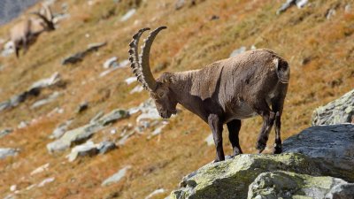 Ловно стопанство "Кормисош" е единственото в България с алпийски козирози