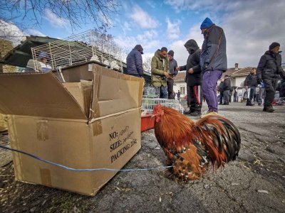 Затварят пазарите за птици в Монтанско заради птичия грип