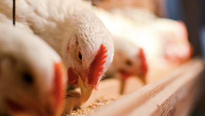 Откриха огнище на птичи грип в обект със 154 000 кокошки в Асеновград