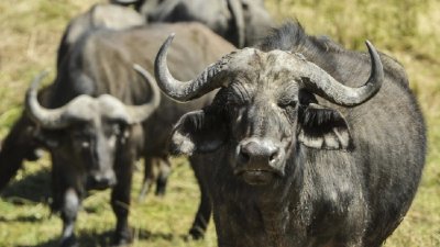 Сигнал за посегателство върху животновъдна ферма в исперихското село Малък