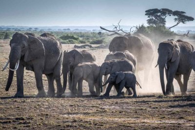 Сушата уби стотици слонове в Кения
