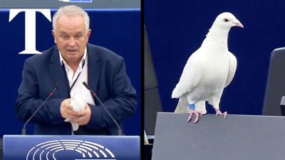Крайнодесен депутат в ЕП пусна гълъб в пленарна зала (ВИДЕО)