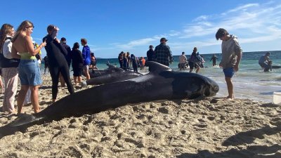 Над 100 кита заседнаха на плаж в Австралия