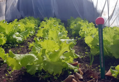 Тази пролет в зеленчуците за салатата се установяват рекордни нива