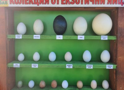 Яйца на различни екзотични птици могат да се видят в