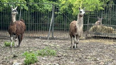 Симпатични гости от зоопарка в Стара Загора пристигнаха в плевенския