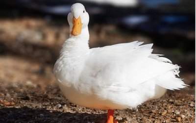 Умъртвяват 6300 патици заради птичи грип в Хасковско