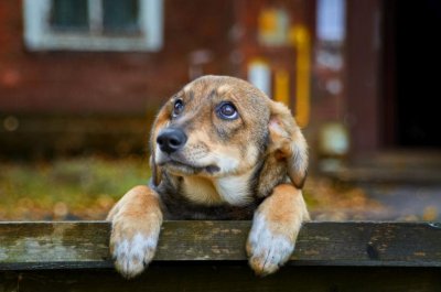 Разследват смъртта на куче край Кюстендил съобщиха от полицията На