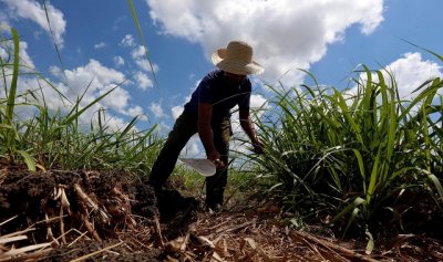 Реколтата от захар в Куба намалява до най ниския си обем